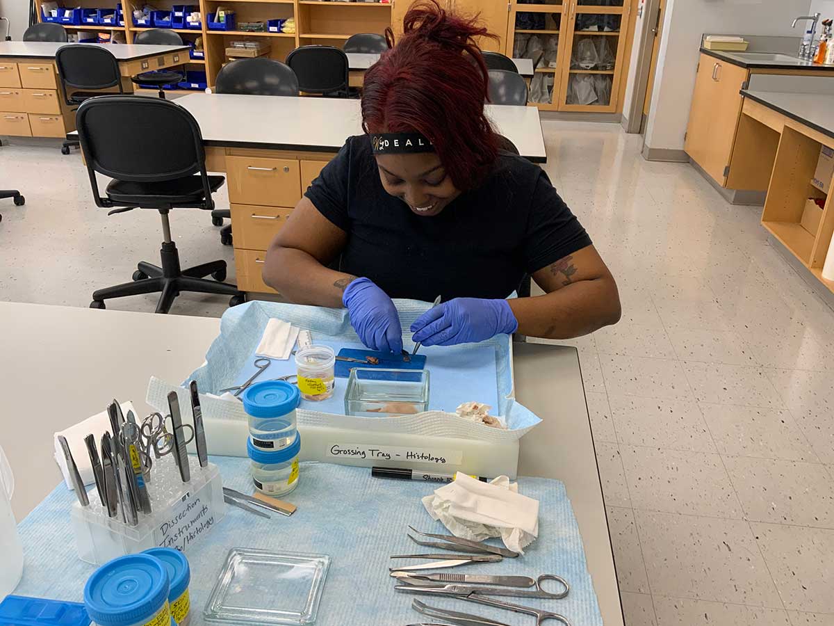 disection in a biology lab