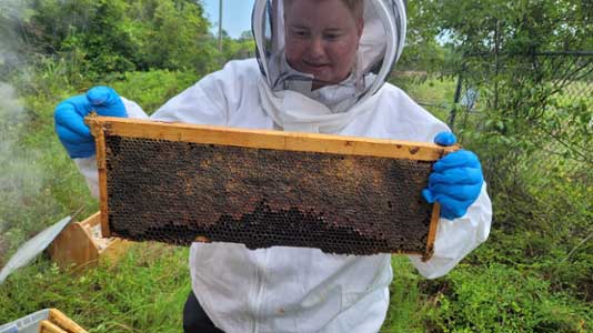 Students harvesting honey.