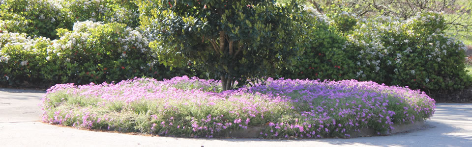 Purple Flower Patch