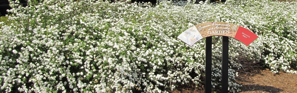 White Flowers