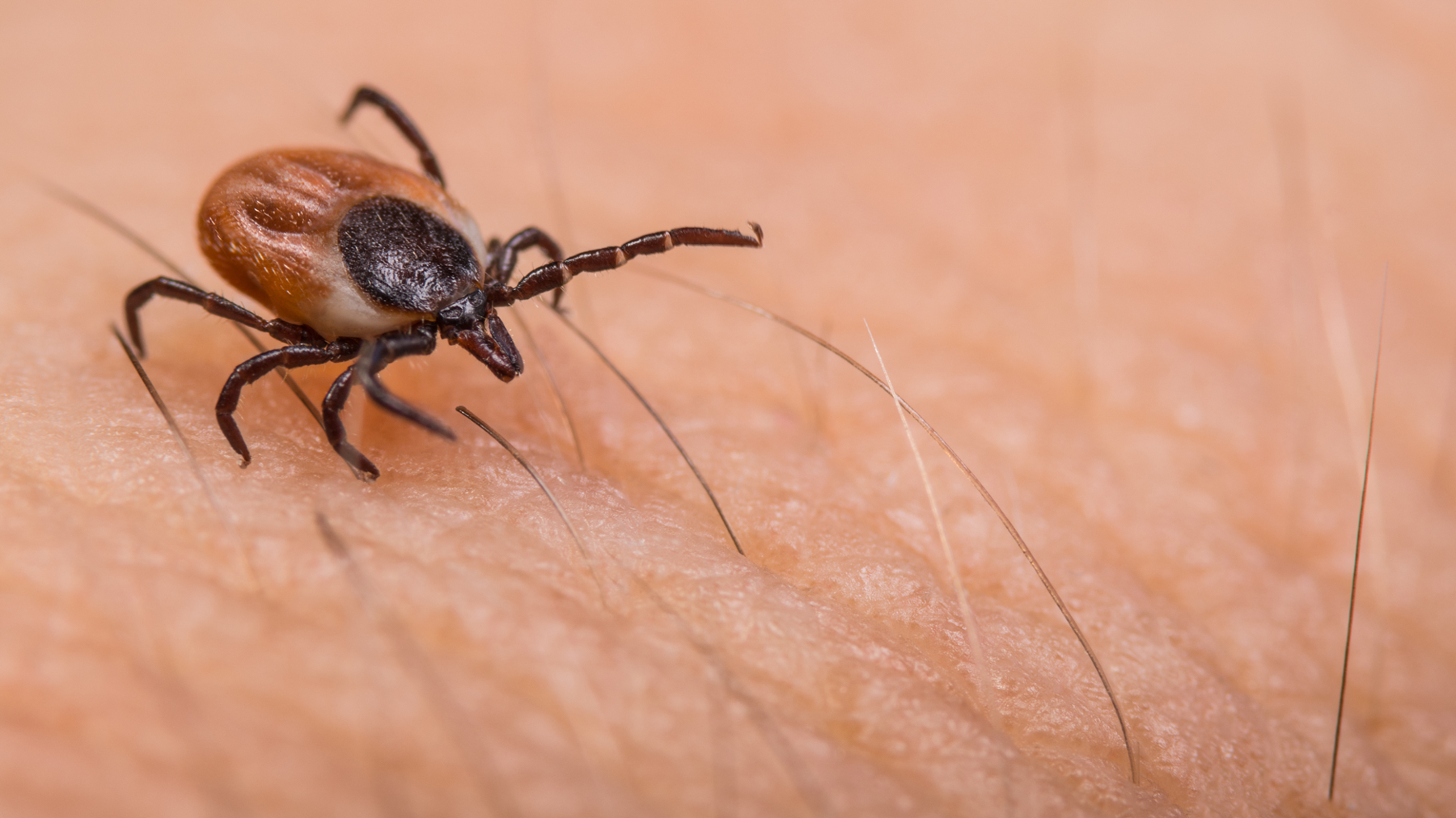 Let’s Talk Ticks: An MGA Faculty Q&A With Dr. Tyler Achatz