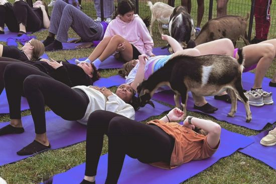 MGA-goat-yoga.jpg